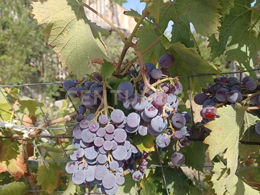 Immagine 7 di Terreno agricolo in vendita  in Contrada Agnelleria a Belpasso