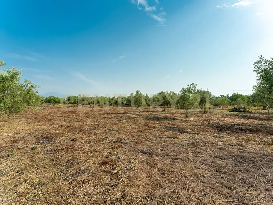 Immagine 8 di Terreno agricolo in vendita  in Strada Statale 194 a Carlentini