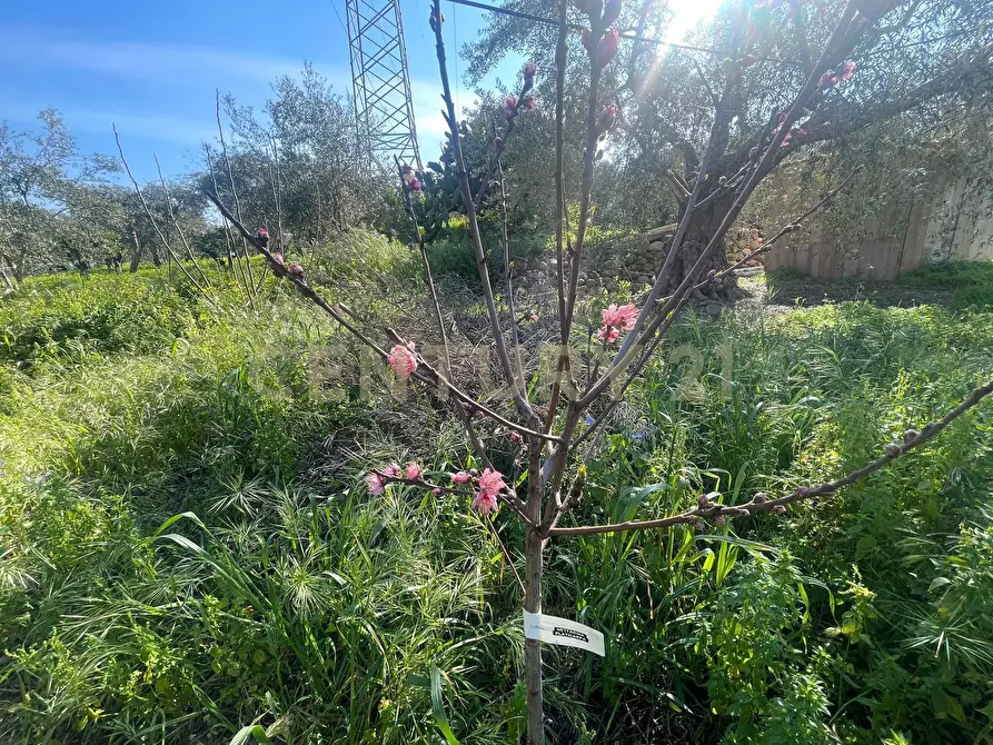 Immagine 29 di Terreno agricolo in vendita  in contrada agnelleria a Belpasso