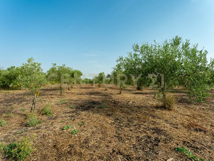 Immagine 33 di Casa indipendente in vendita  in Strada Statale 194 a Carlentini