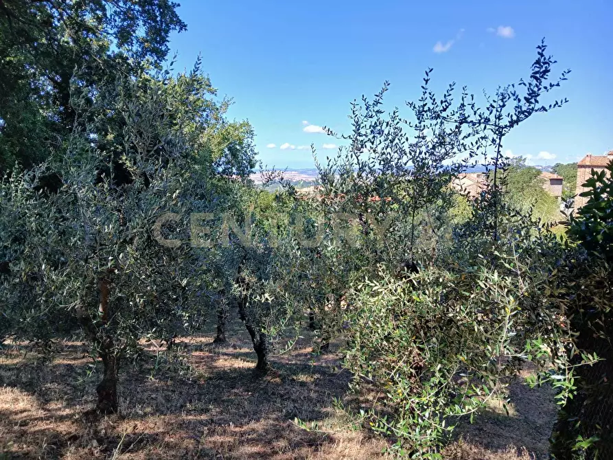Immagine 40 di Villa in vendita  in Località Poggio Murella 165 a Manciano