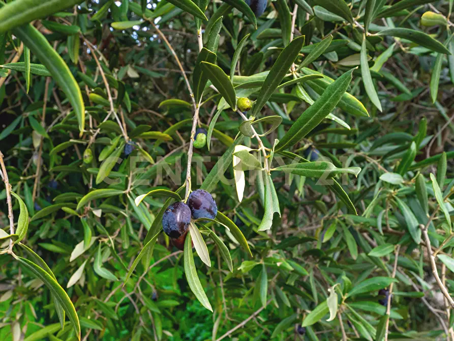 Immagine 41 di Terreno agricolo in vendita  in Via Cerza 35 a San Gregorio Di Catania