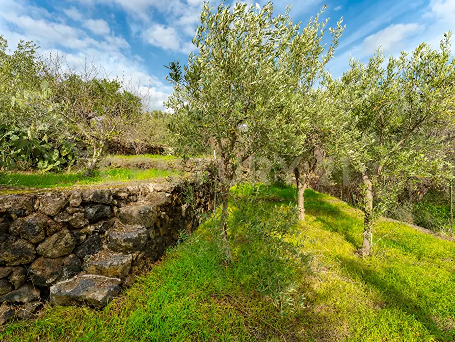 Immagine 23 di Terreno agricolo in vendita  in Via Cerza 35 a San Gregorio Di Catania