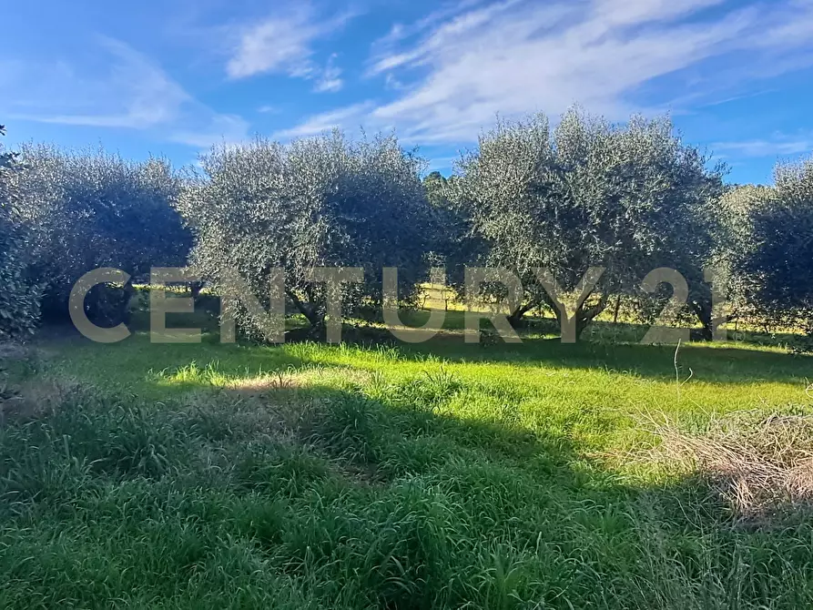 Immagine 3 di Villa in vendita  in Via Ponte Ilario a Orbetello