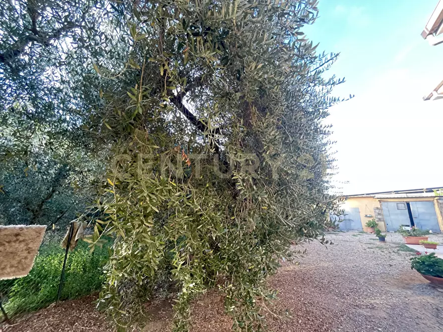 Immagine 15 di Porzione di casa in vendita  in Strada Vicinale di San Donato 36 a Orbetello