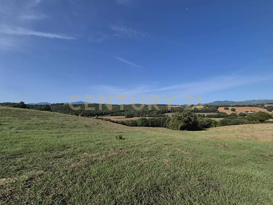 Immagine 7 di Terreno agricolo in vendita  in località cornacchiaio snc a Civitella Paganico