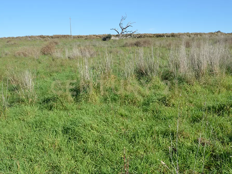 Immagine 11 di Terreno agricolo in vendita  in Strada Provinciale Montiano a Grosseto