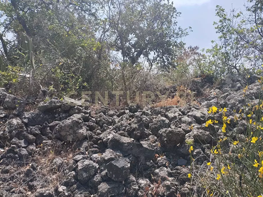 Immagine 12 di Terreno agricolo in vendita  in CONTRADA MANGIONE snc a Catania