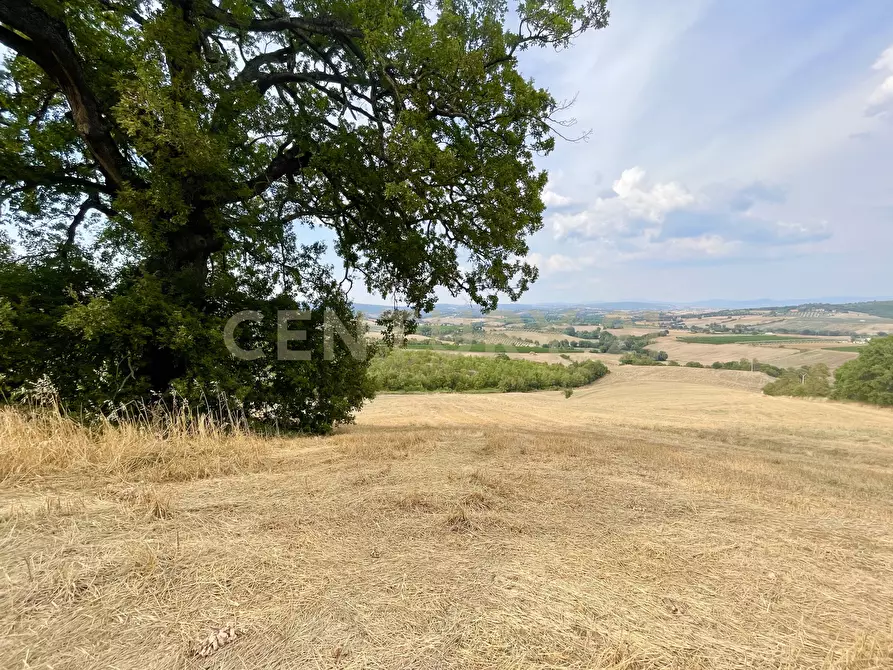 Immagine 8 di Azienda agricola in vendita  in località colle di lupo a Magliano In Toscana