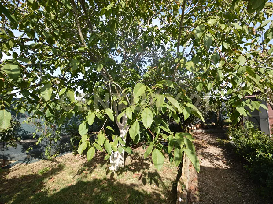 Immagine 21 di Terreno agricolo in vendita  in Via Alberto Sordi 12 a Grosseto