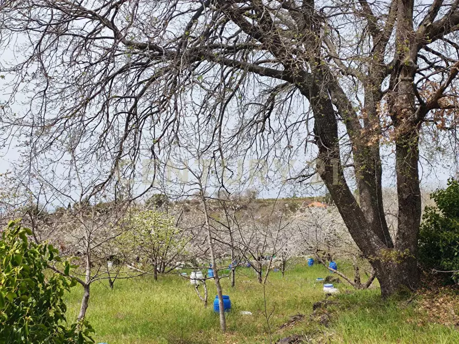 Immagine 25 di Terreno agricolo in vendita  in BIANCAVILLA a Catania