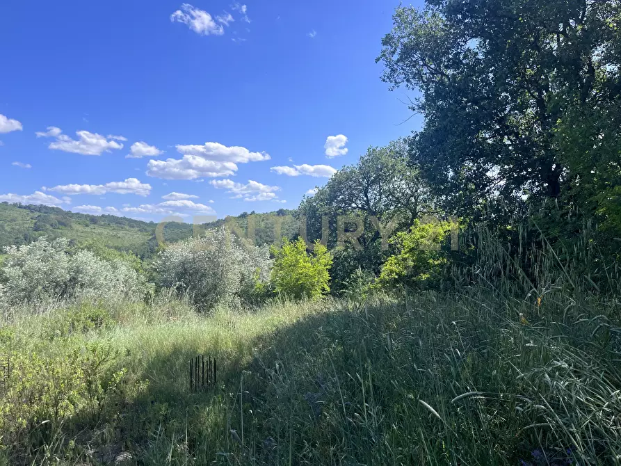 Immagine 4 di Terreno agricolo in vendita  in loc. la campigliola a Manciano