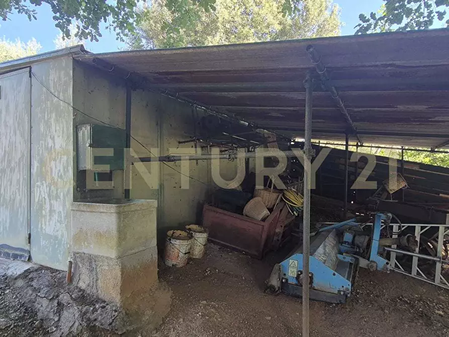 Immagine 33 di Azienda agricola in vendita  in località poggio al capraio snc a Roccastrada