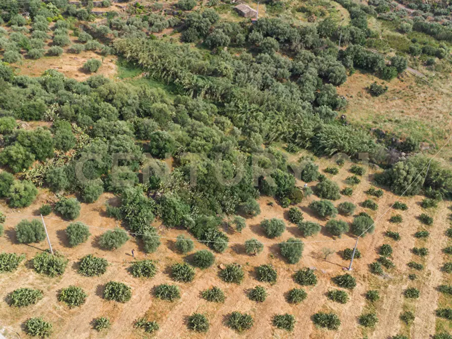 Immagine 28 di Terreno agricolo in vendita  in Via San Leo a Adrano