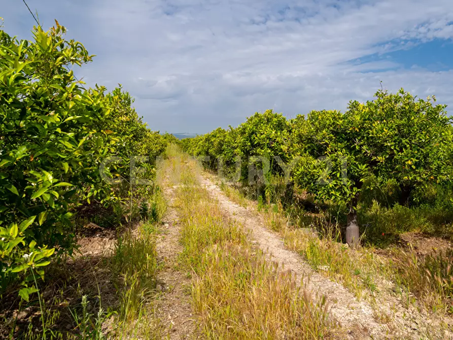 Immagine 30 di Rustico / casale in vendita  in Strada Provinciale 92 92 a Francofonte