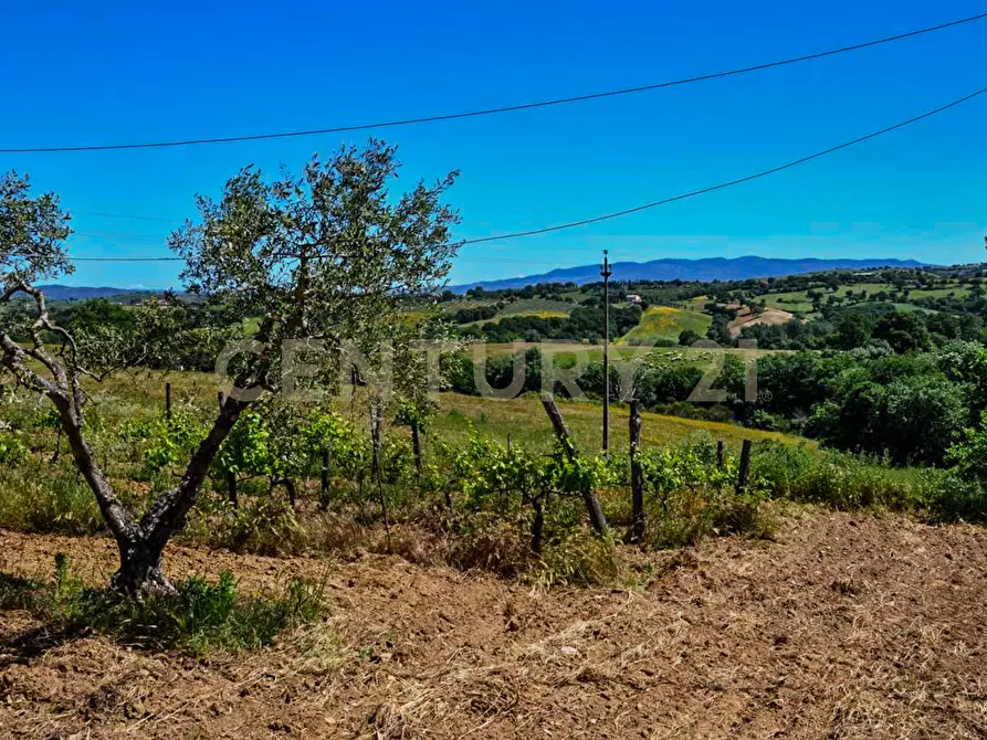 Immagine 22 di Rustico / casale in vendita  in Località Preselle sp 159 a Scansano