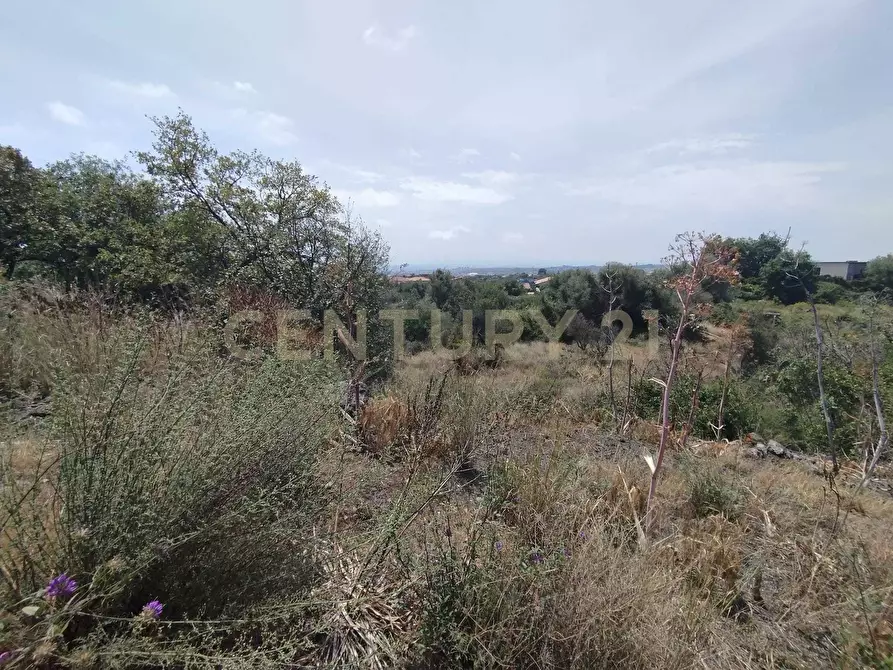 Immagine 18 di Terreno agricolo in vendita  in CONTRADA MANGIONE snc a Catania