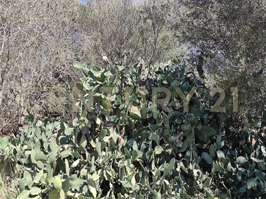 Immagine 21 di Terreno agricolo in vendita  in CONTRADA RACCOMANDATA a Misterbianco