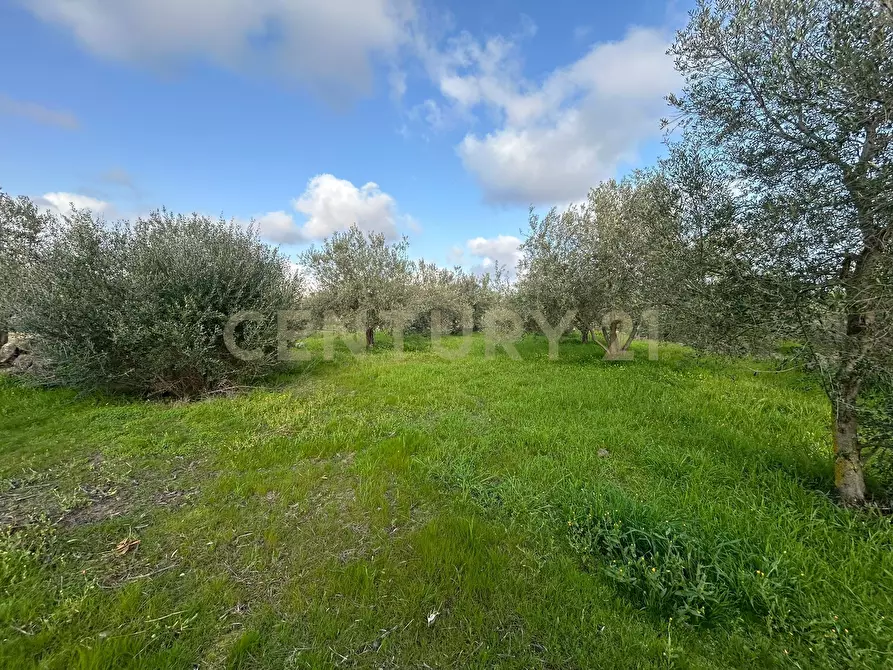 Immagine 25 di Terreno agricolo in vendita  in Via Giovanni Verga 1/A a Misterbianco
