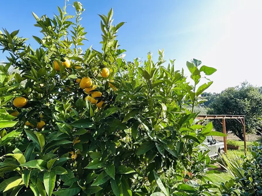 Immagine 20 di Rustico / casale in vendita  in san savino a Montecosaro