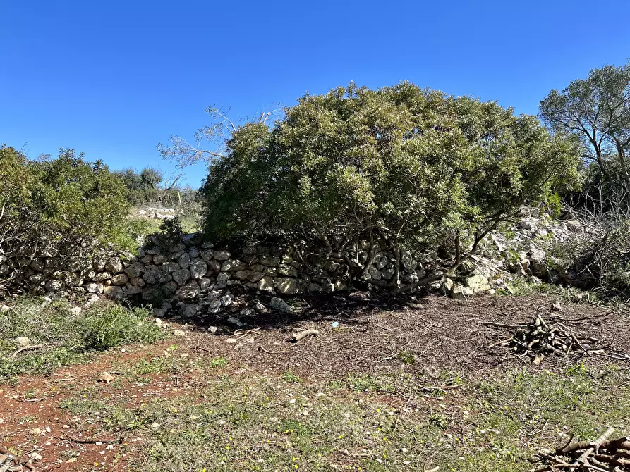 Immagine 12 di Terreno agricolo in vendita  in contrada colacurto snc a Carovigno