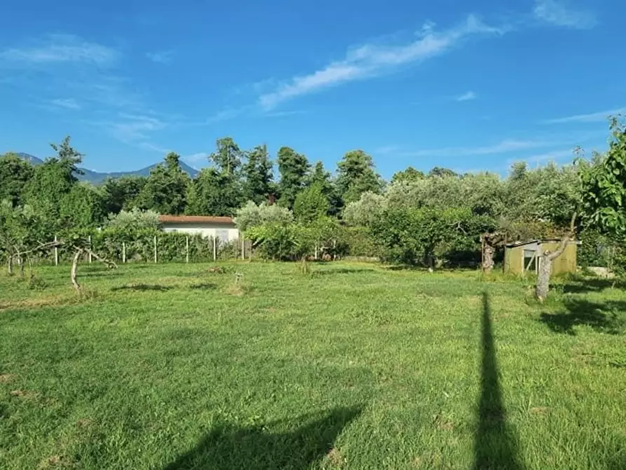 Immagine 2 di Terreno agricolo in vendita  a Pietrasanta