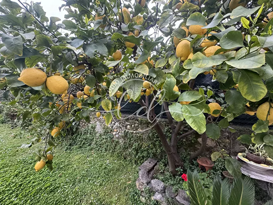 Immagine 82 di Terratetto in vendita  a Seravezza