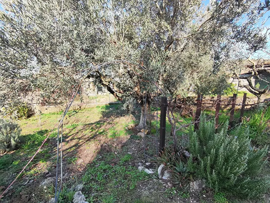 Immagine 14 di Terreno agricolo in vendita  in Via Colle di Mitriano a Guidonia Montecelio
