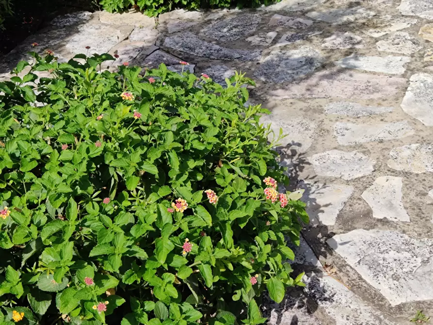 Immagine 56 di Villa in vendita  a Castellammare Del Golfo