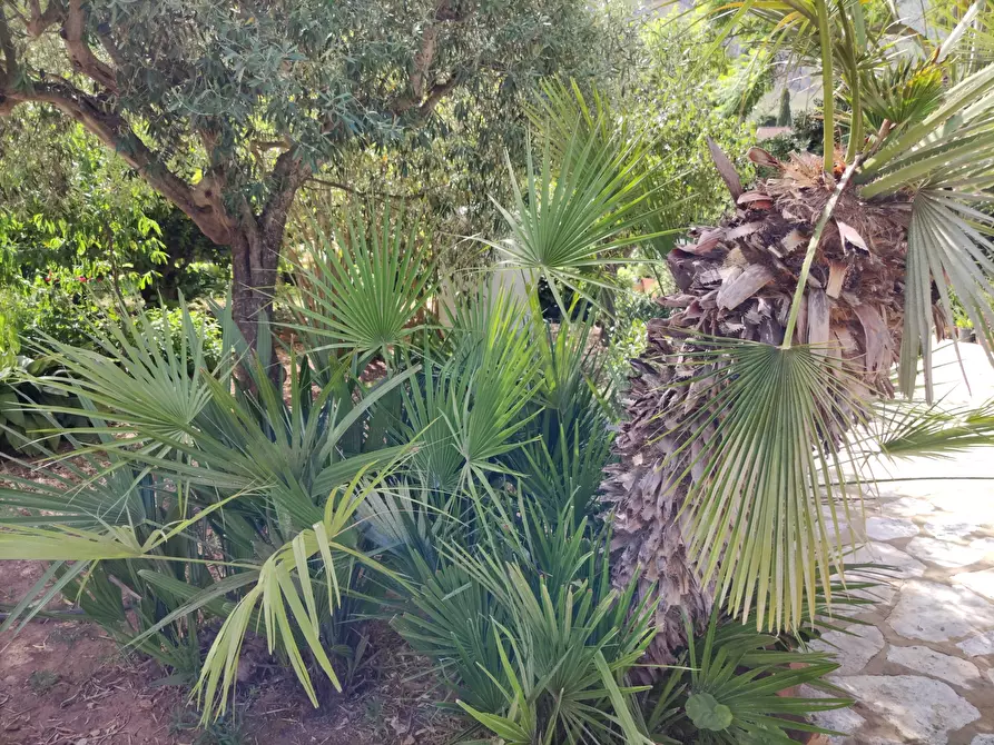 Immagine 75 di Villa in vendita  a Castellammare Del Golfo