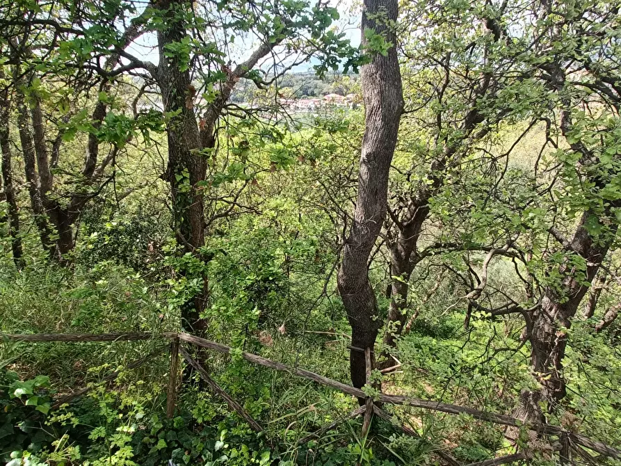 Immagine 15 di Casa indipendente in vendita  in strada provinciale a Pianopoli