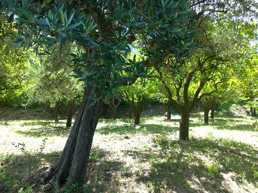 Immagine 6 di Terreno agricolo in vendita  in Via Fiano a Nocera Inferiore