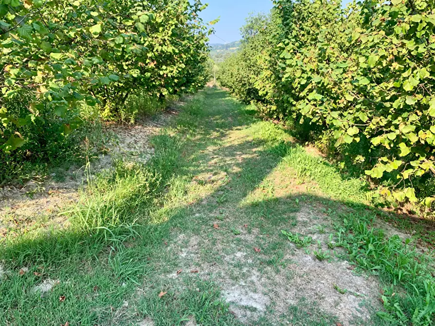 Immagine 2 di Terreno agricolo in vendita  in Borgata Pianezzo 102 a Dogliani