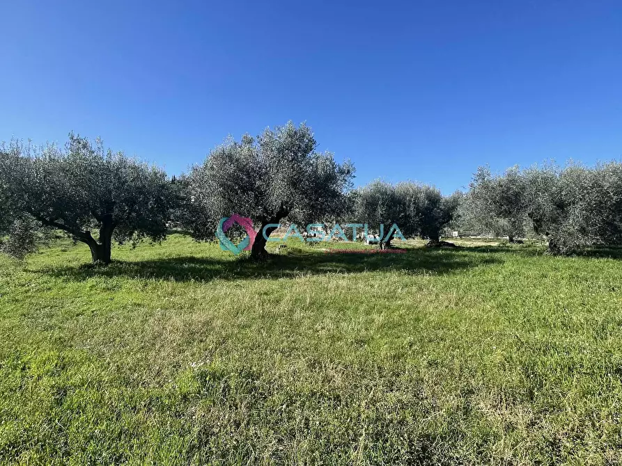 Immagine 14 di Terreno agricolo in vendita  a Silvi