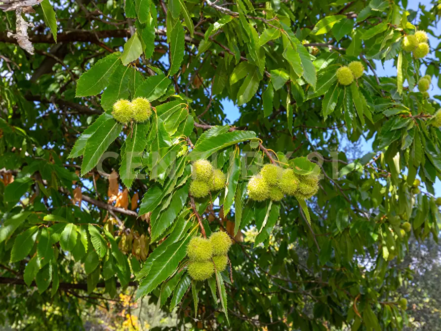Immagine 19 di Villa in vendita  in Contrada Scolaro Cisterna a Adrano