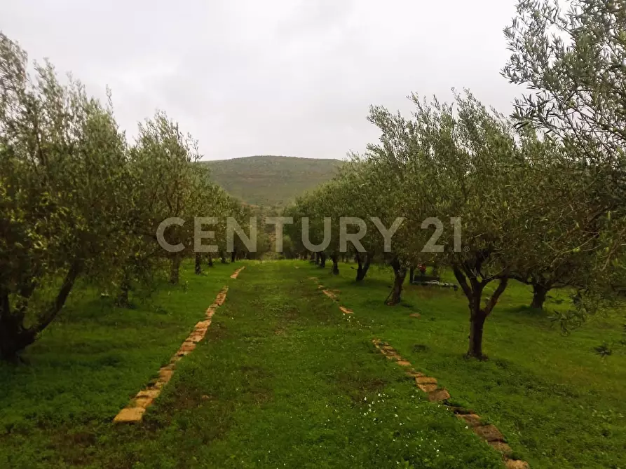 Immagine 14 di Terreno agricolo in vendita  in Contrada Masseria Grande SNC a Centuripe