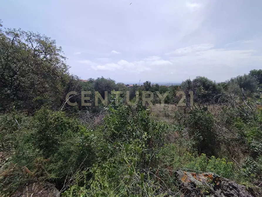 Immagine 4 di Terreno agricolo in vendita  in CONTRADA MANGIONE snc a Catania