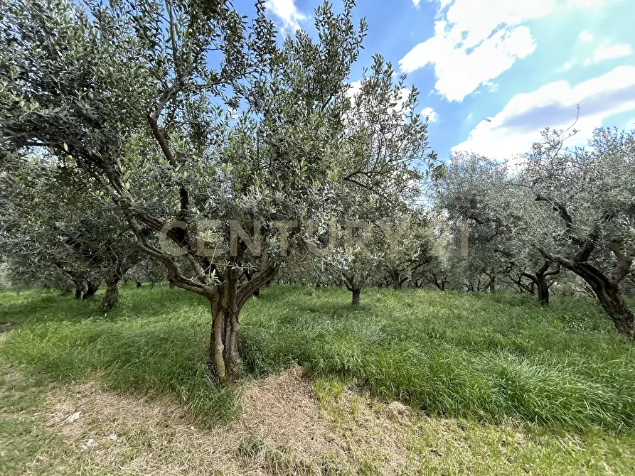 Immagine 4 di Rustico / casale in vendita  in Via Postuman a Mezzane Di Sotto