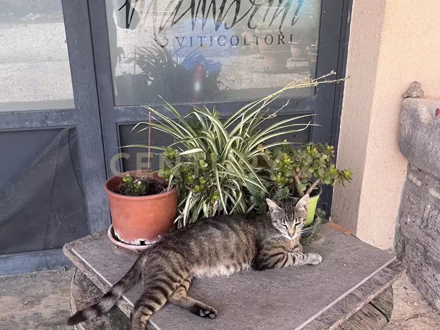 Immagine 6 di Azienda agricola in vendita  in Strada dei Sassi Bianchi a Manciano