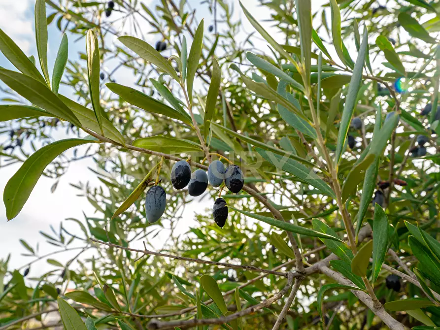 Immagine 26 di Terreno agricolo in vendita  in Via Cerza 35 a San Gregorio Di Catania