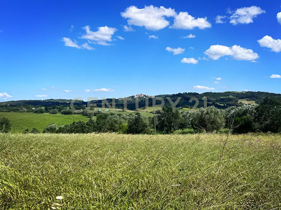 Immagine 1 di Terreno agricolo in vendita  in loc. la campigliola a Manciano