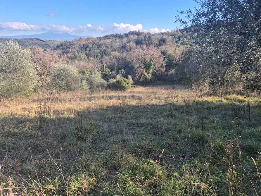 Immagine 3 di Rustico / casale in vendita  in loclaità fontepalma snc a Civitella Paganico