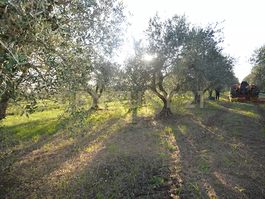 Immagine 15 di Terreno agricolo in vendita  in Strada del Querciolo 125 a Grosseto
