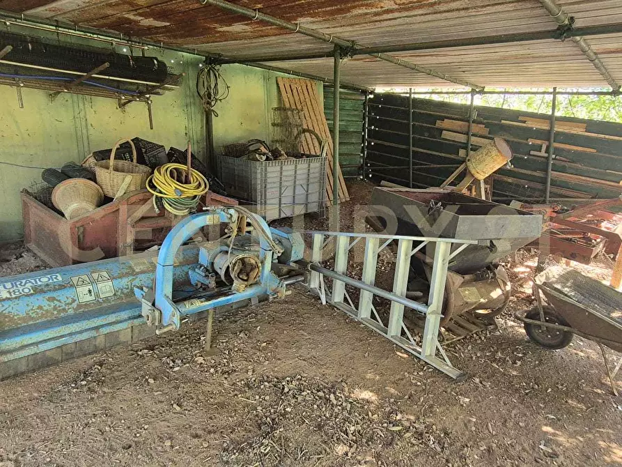 Immagine 41 di Azienda agricola in vendita  in località poggio al capraio snc a Roccastrada