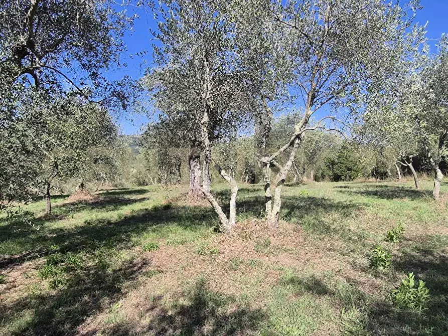 Immagine 10 di Rustico / casale in vendita  in Località Le Fonti a Civitella Paganico