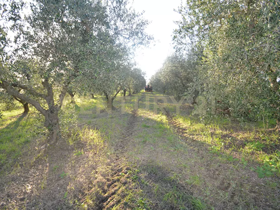 Immagine 23 di Terreno agricolo in vendita  in Strada del Querciolo 125 a Grosseto