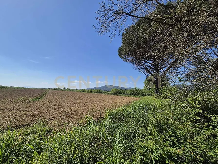 Immagine 5 di Terreno agricolo in vendita  in loc. Badia Vecchia a Castiglione Della Pescaia
