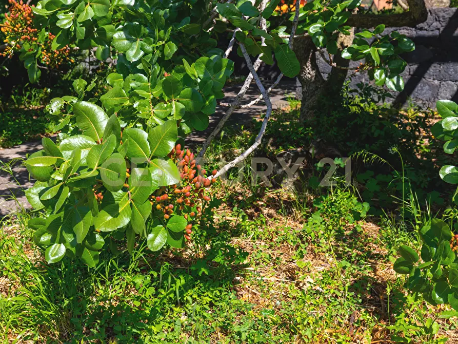 Immagine 92 di Villa in vendita  in SS284 a Adrano