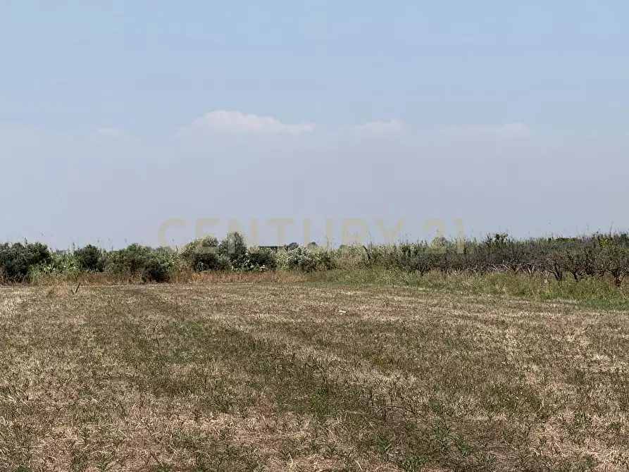 Immagine 12 di Terreno agricolo in vendita  in Strada Provinciale 104 snc a Lentini