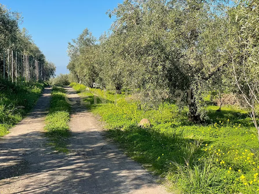 Immagine 11 di Terreno agricolo in vendita  in contrada agnelleria a Belpasso
